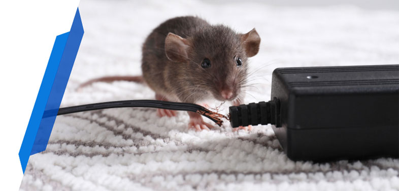 Mouse chewing electric cable, illustrating risk covered by pest infestation insurance